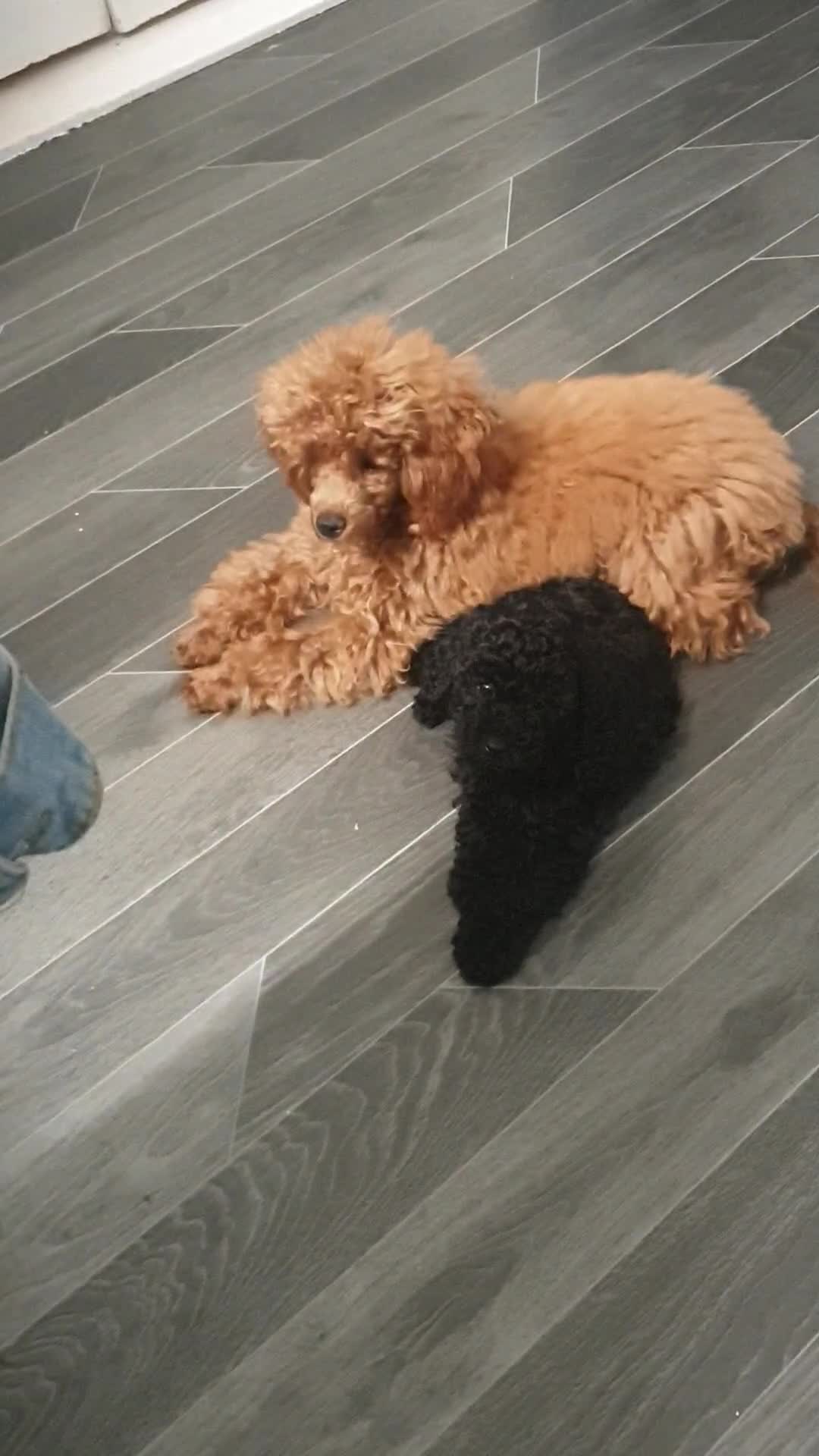 Toy Poodle dogs for sale: Last boy all black  in Hull - Video 1