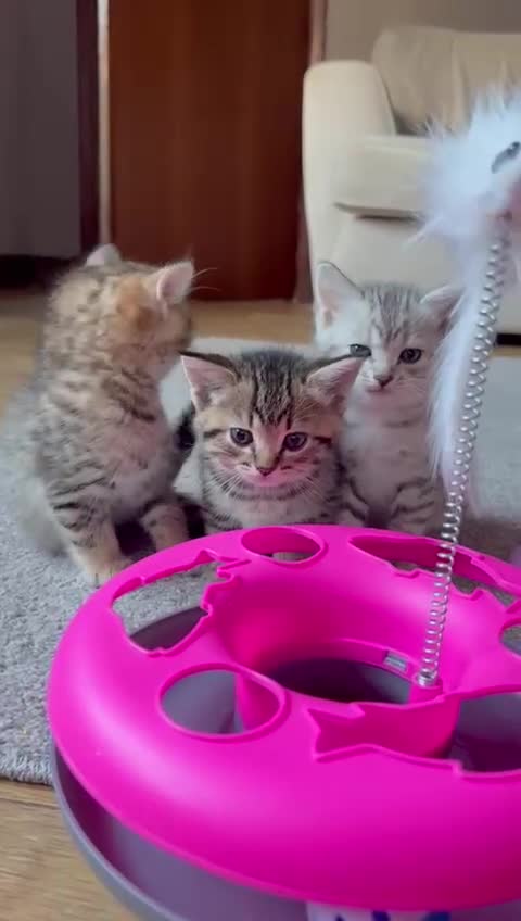 Mixed Breed cats for sale: Beautiful Ragdoll Bengal Cross Kittens - Video 3