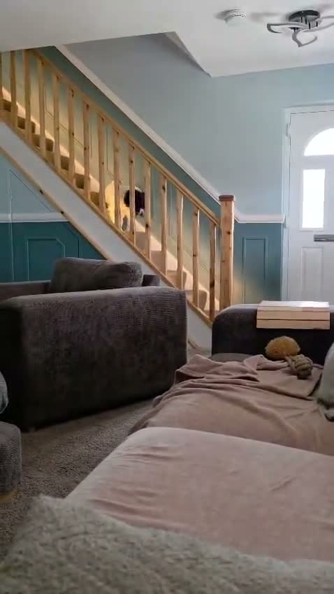 English Springer Spaniel dogs for stud: English springer spaniel for stud in Knottingley - Video 2