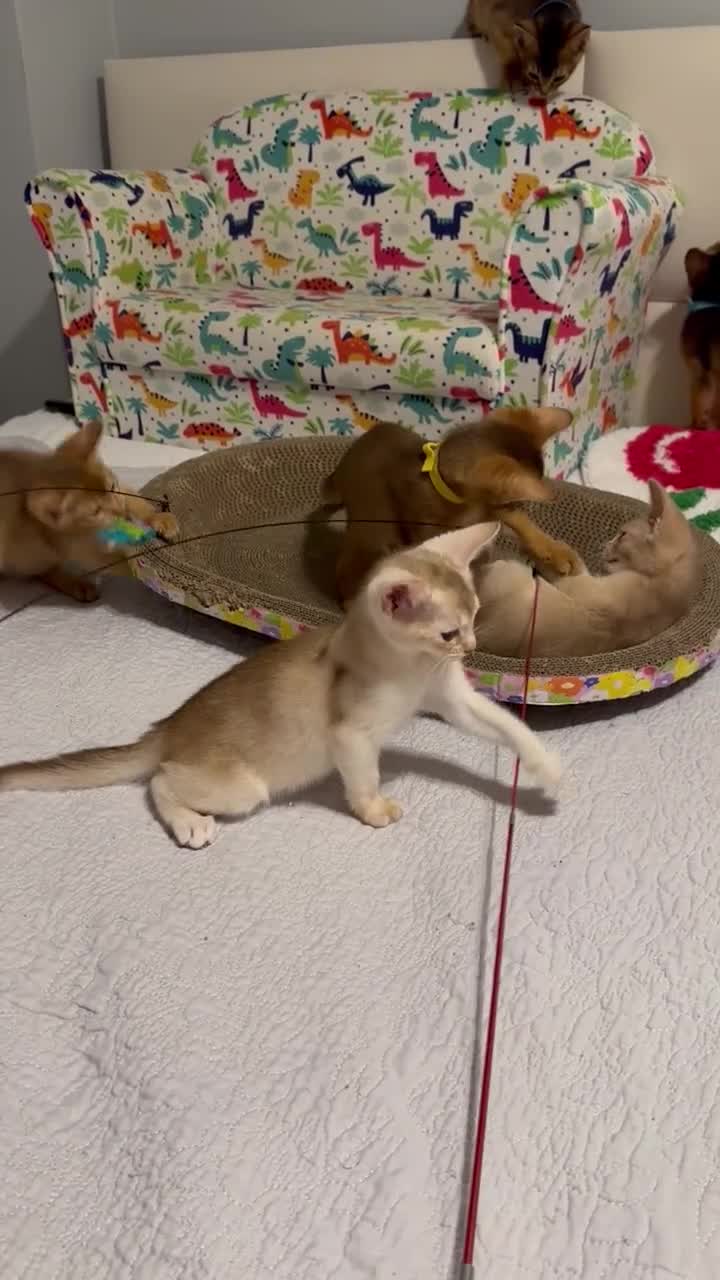 Abyssinian cats for sale: Abyssinian kittens  - Video 2