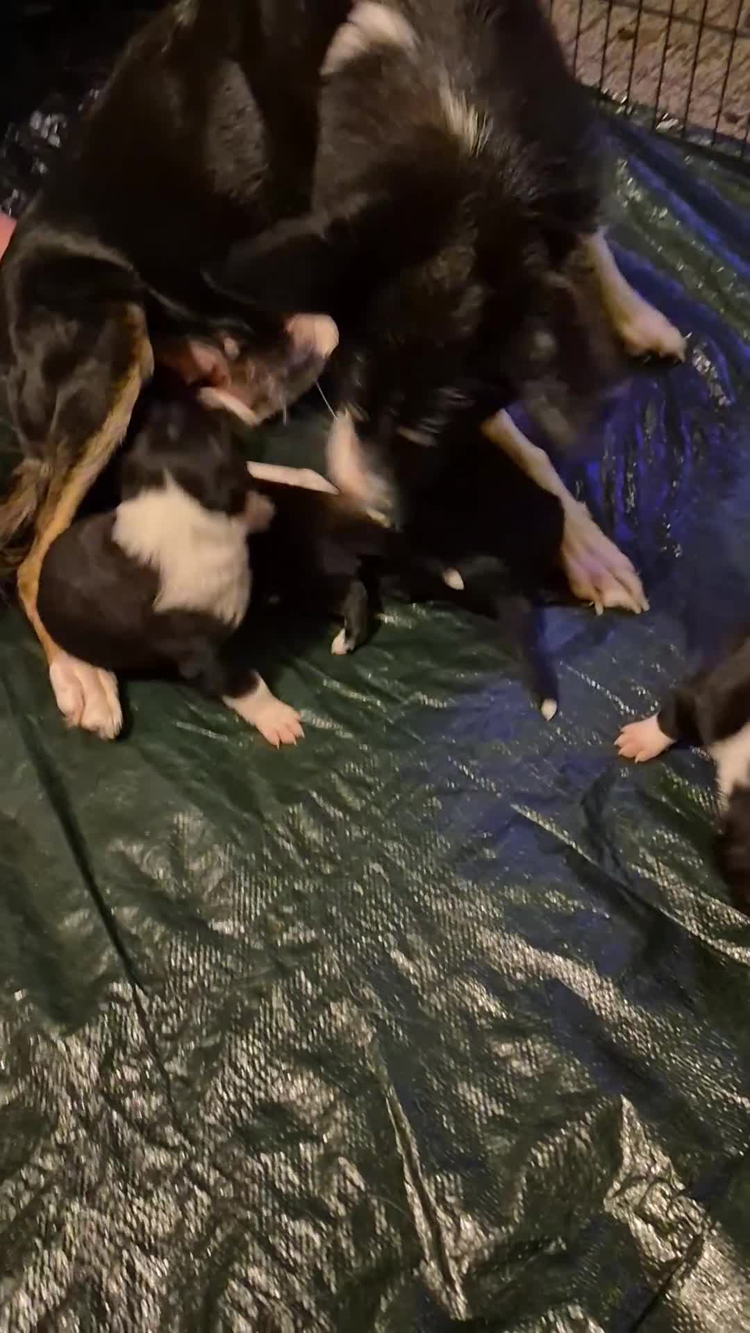 Border Collie dogs for sale: Boy border collie - Video 1