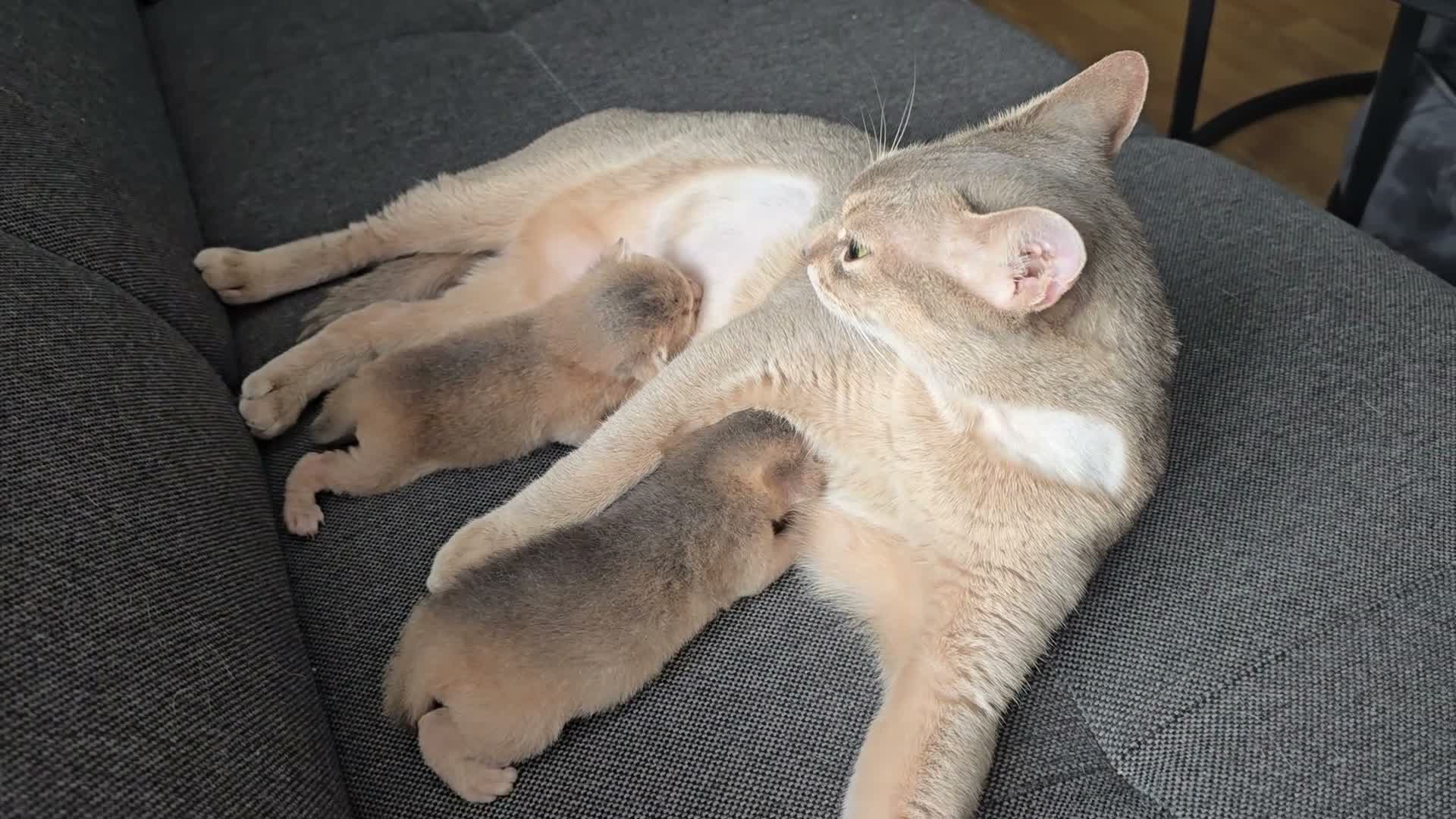 Abyssinian cats for sale: Adorable  Abyssinian  male for sale - Video 1