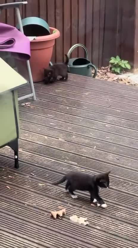 Mixed Breed cats for adoption: rescue kittens need forever homes - Video 1