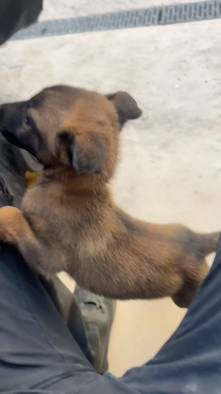 Belgian Shepherd Dog dogs for sale: Belgian Malinois puppies  - Video 1