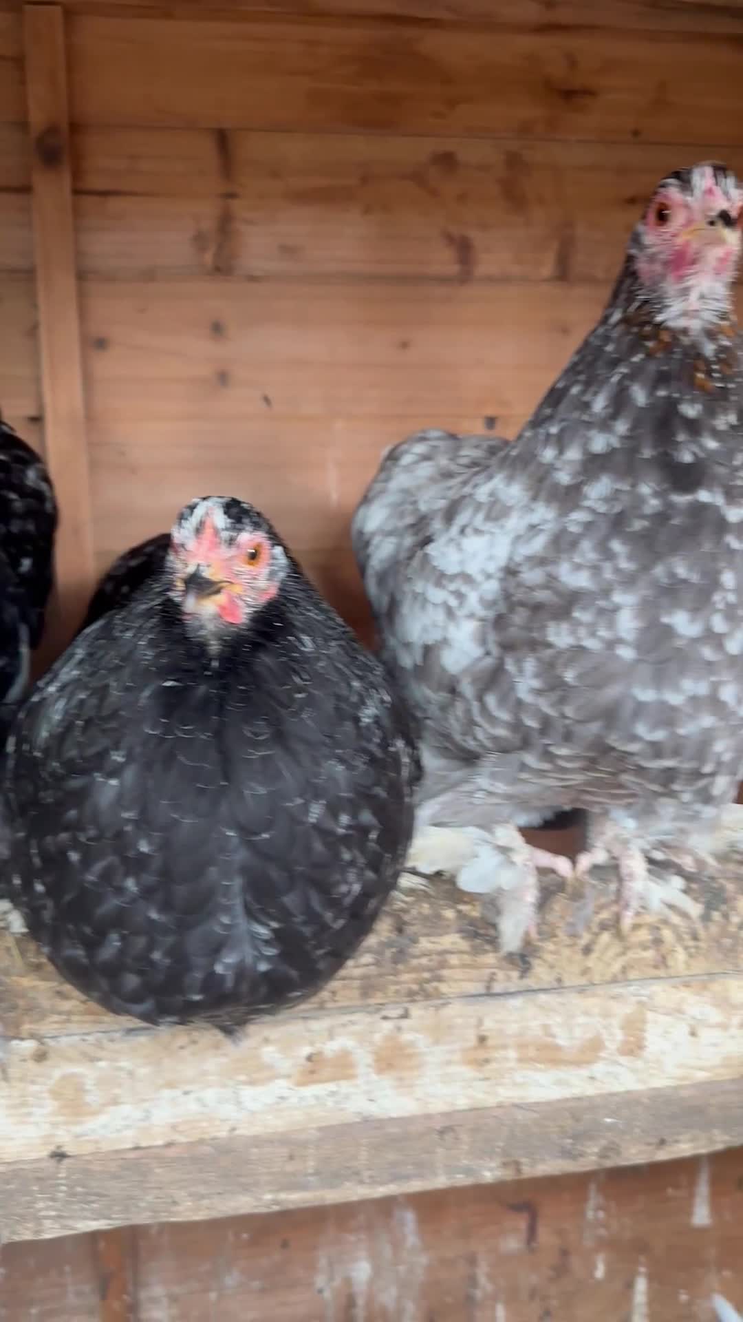 Chickens poultry for sale: Hybrid pekin bantams hatched from June 2025  - Video 1