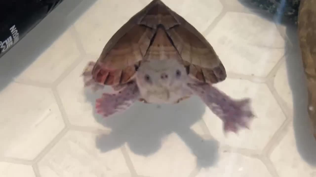 Turtle reptiles for sale: Razorback Musk Turtle, Free 4 bags 40g turtle food - Video 2
