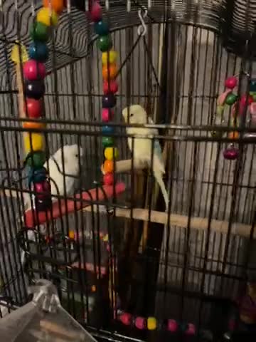 Budgerigars birds for sale: 2 male budgies - Video 1