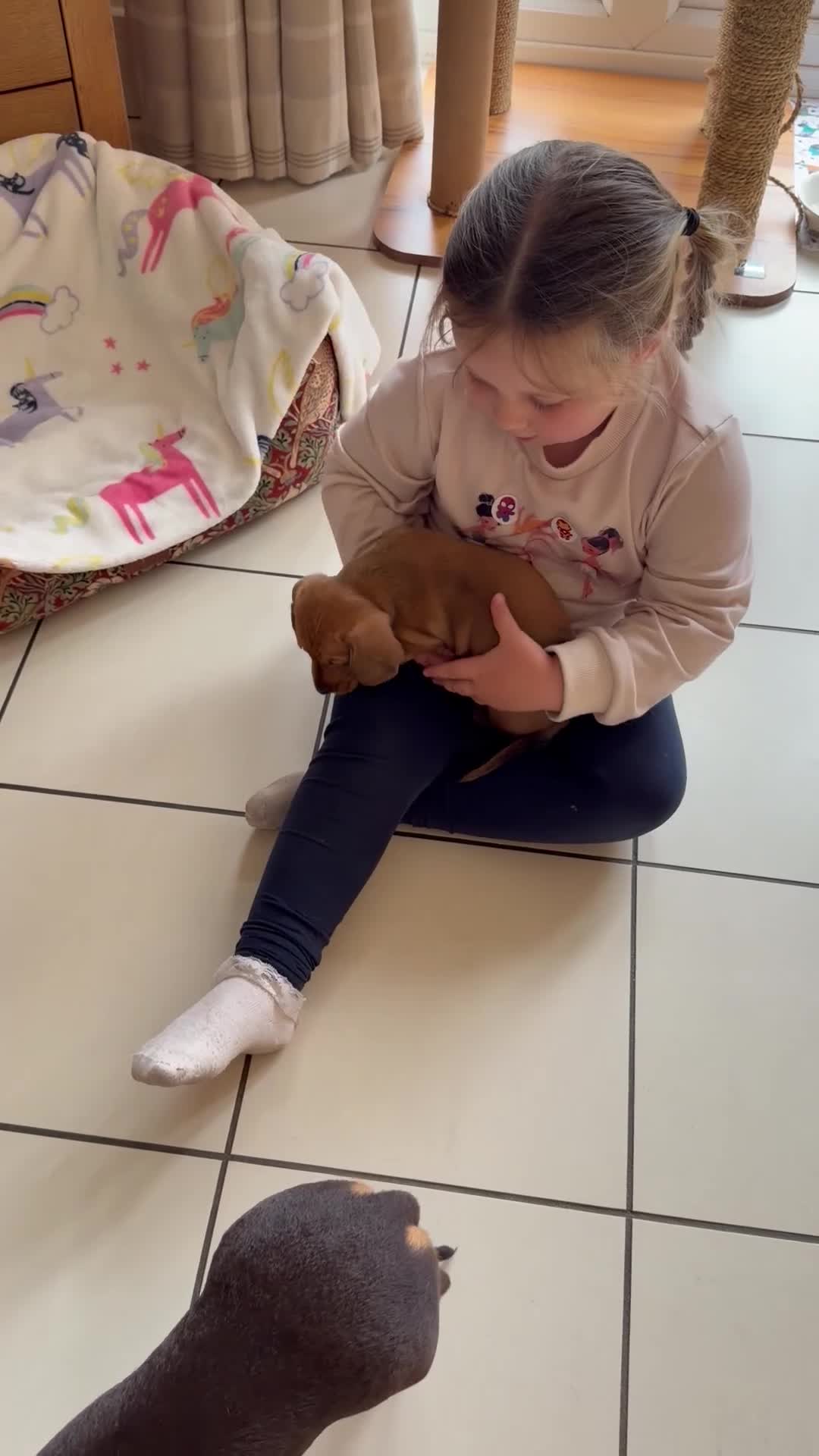 Miniature Dachshund dogs for sale: Miniature Smooth Haired Dachshund Black and Tan in Wrexham - Video 1