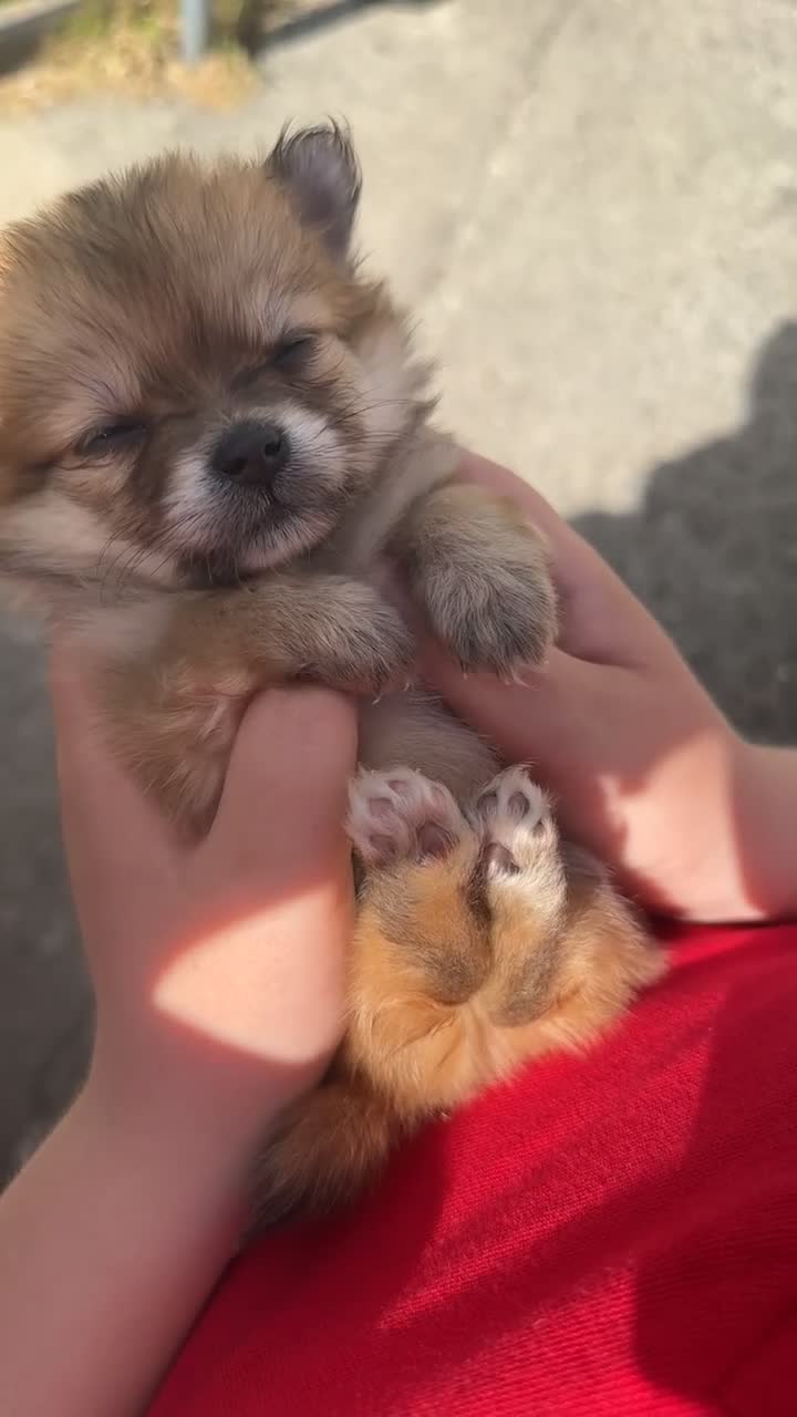 Pomchi dogs for sale: Pomchies  - Video 1