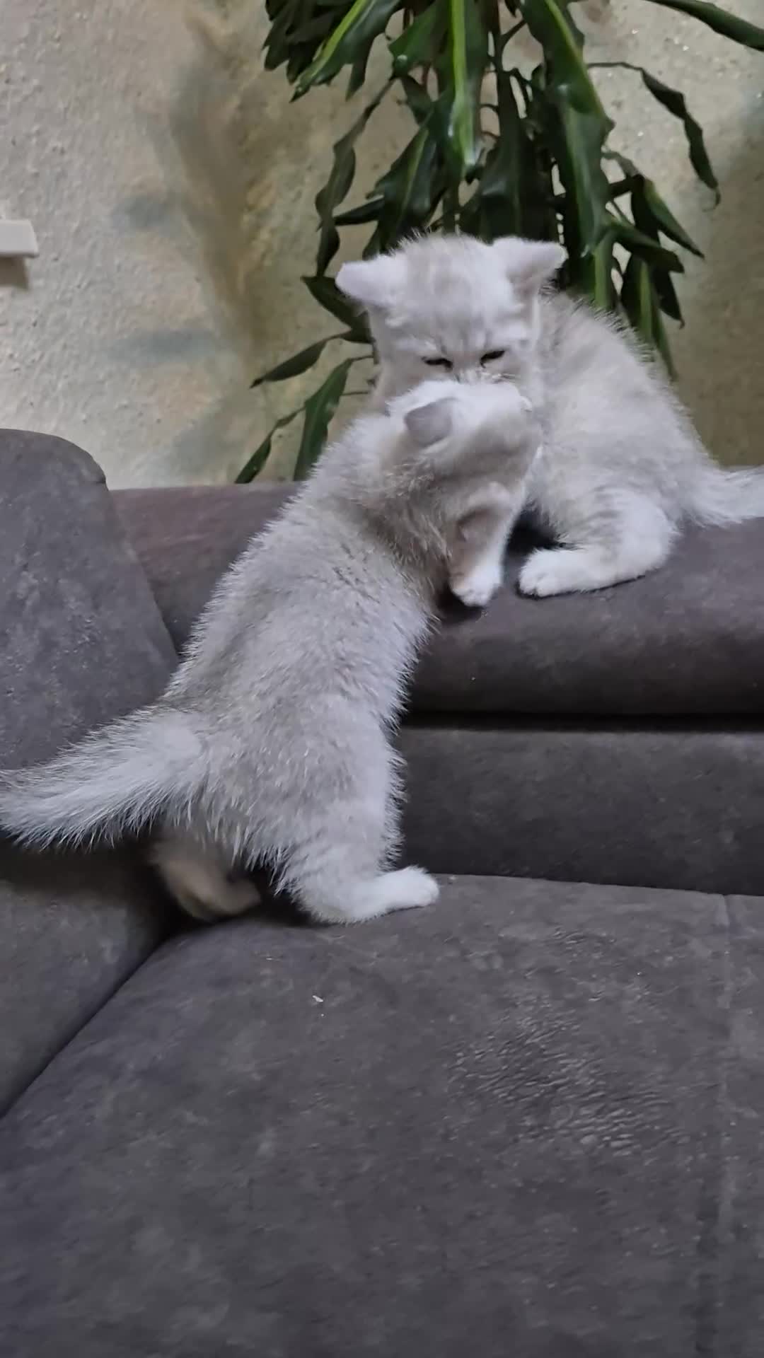 British Shorthair cats for sale: British shorthair  - Video 1