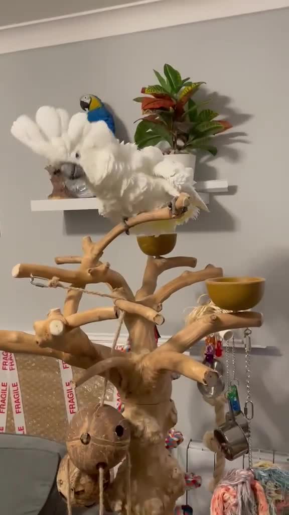 Cockatoo birds for sale: Stunning 10 month old Umbrella Cockatoo - Video 1