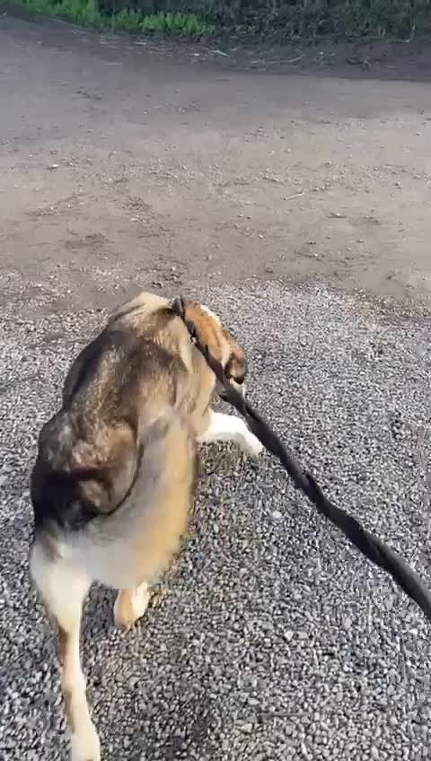 Mixed Breed dogs for adoption: BLANCA - Video 1