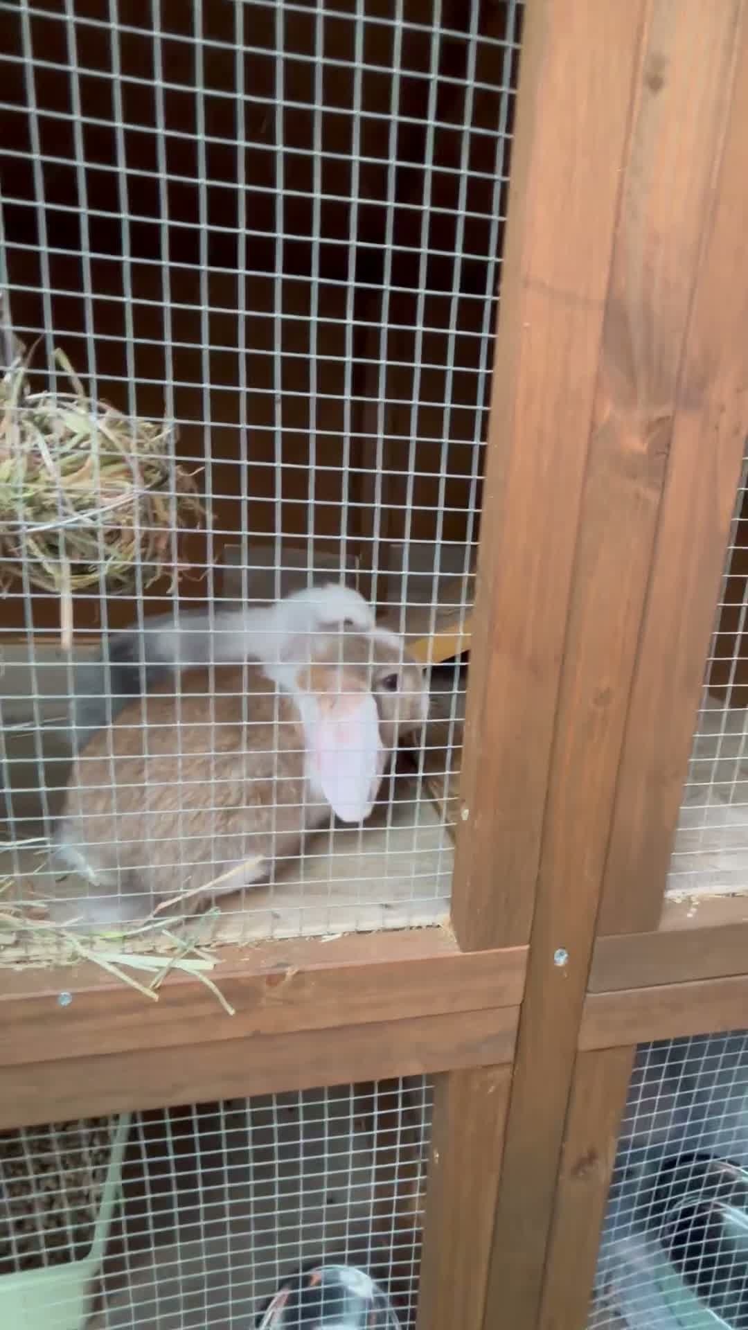 Mini Lop rabbits for sale: Mini Lop Baby Bunnies - Reserve Now - Home 14/09 - Video 2
