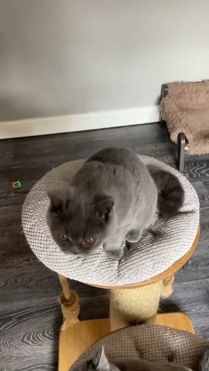 British Shorthair cats for sale: Blue and white and blue sisters - Video 3