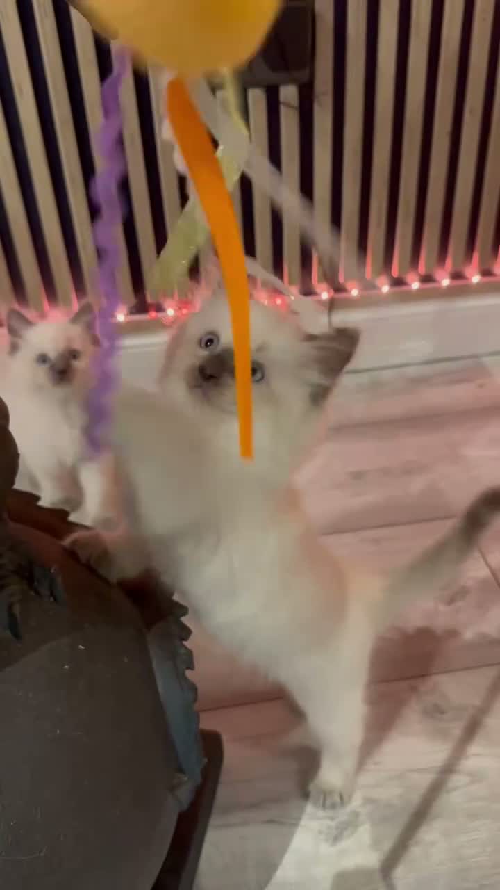 Ragdoll cats for sale: Beautiful Ragdoll Kittens - Video 2