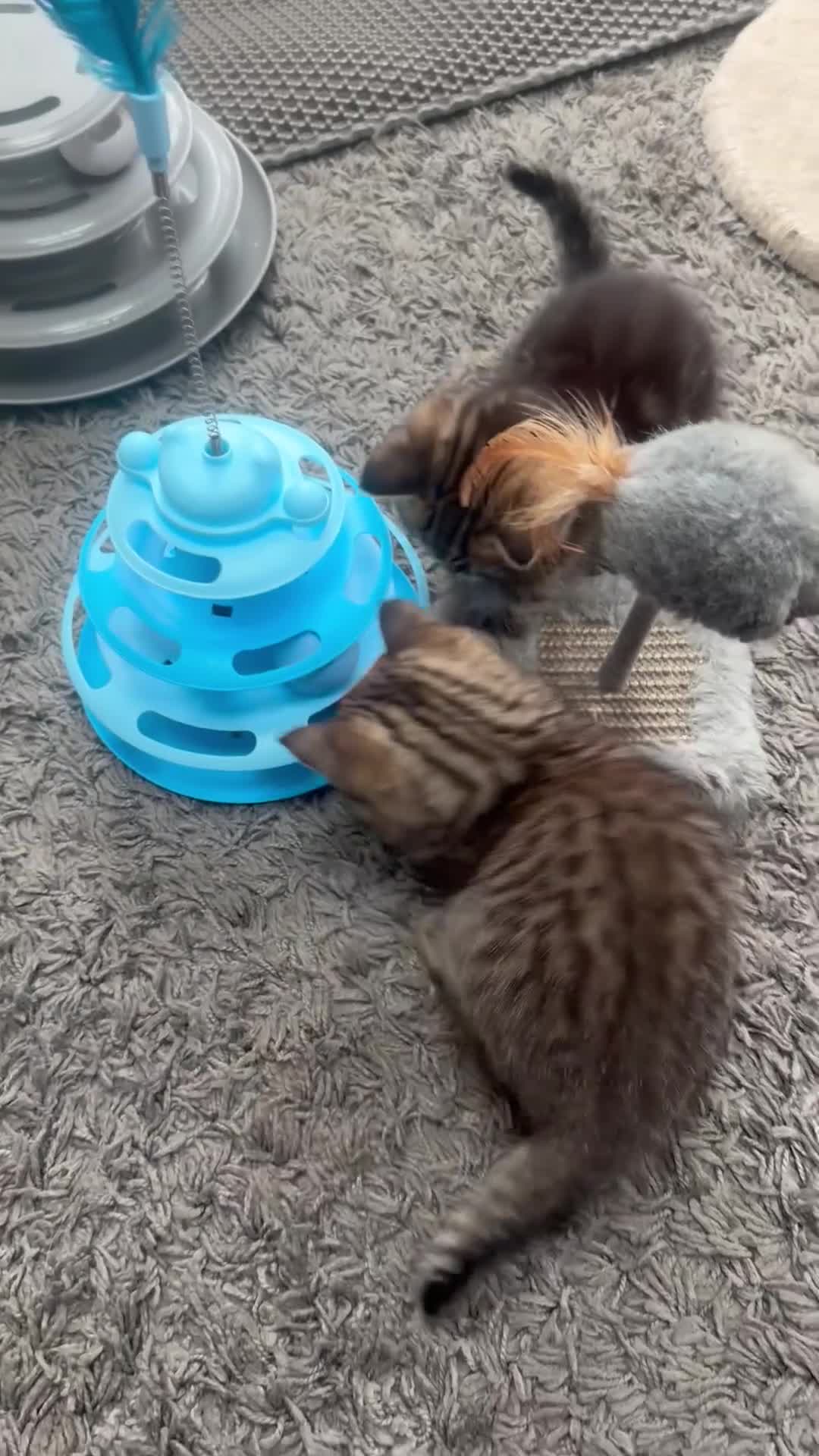 Scottish Fold cats for sale: REDUCED ❤️❤️Tabby cat😘Luxury Scottish❤️❤️❤️❤️❤️❤️ - Video 4