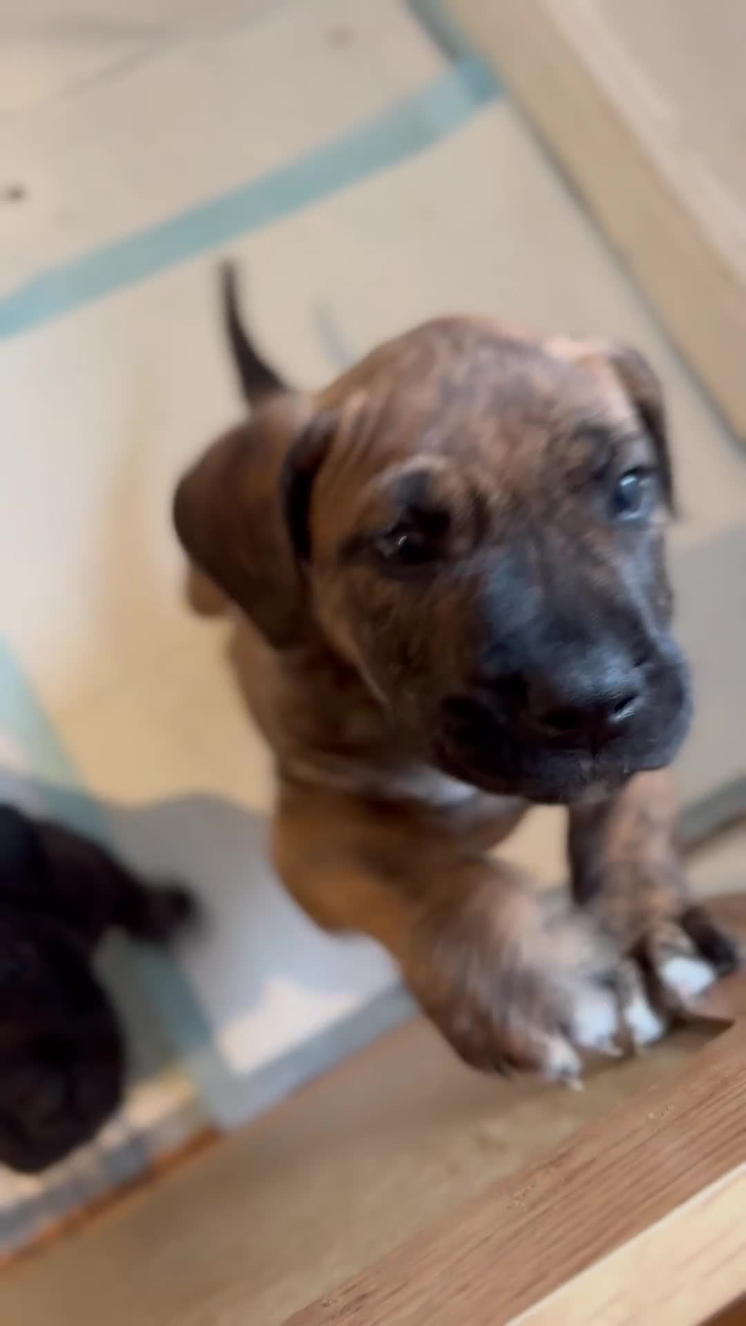 Presa Canario dogs for sale: Pedigree Presa Canario Puppies  - Video 1