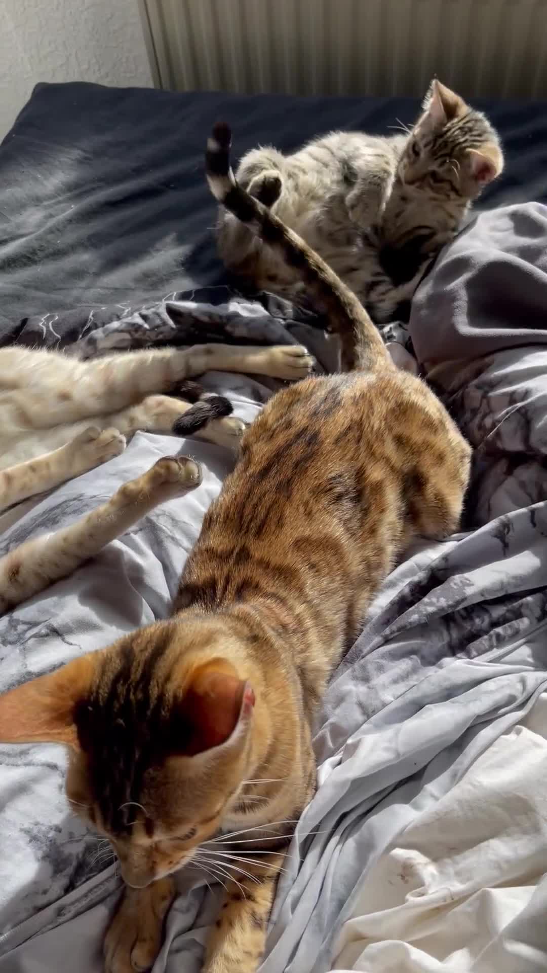 Bengal cats for sale: Beautiful bengal kittens for sale  - Video 2