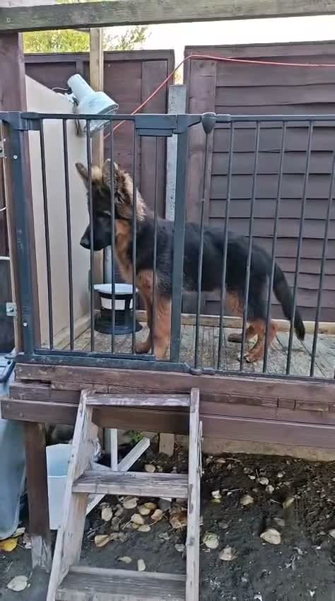 German Shepherd dogs for sale: German Shepherd Puppies-show-line parents - Video 1