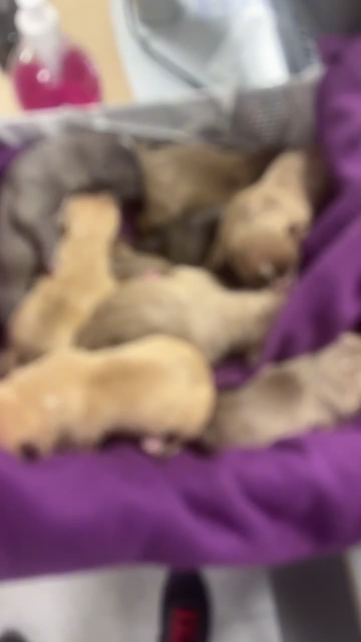 American Bully dogs for sale: American pocket bully’s  in Plymouth - Video 1