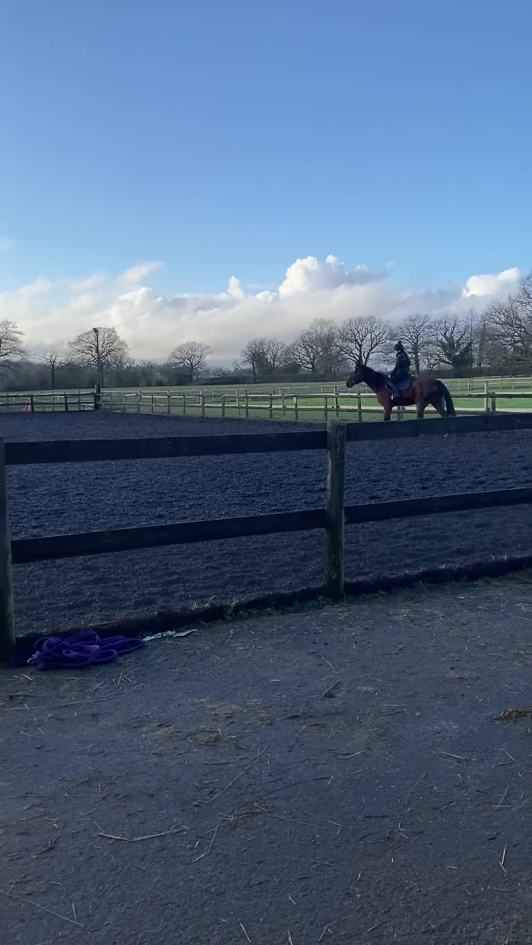 American Standardbred horses for sale: Brywin – 16.2hh 11yo American Standardbred gelding - Video 3