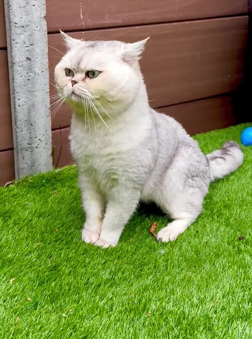 British Shorthair cats for stud: Imported chinchilla silver shaded ns11 for stud - Video 1