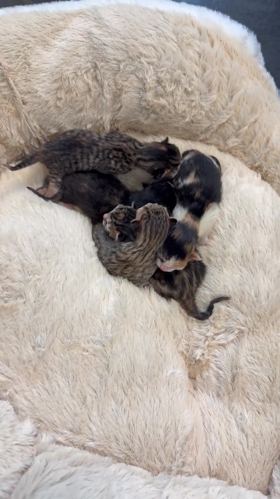 Mixed Breed cats for sale: 5 adorable kittens - Video 1
