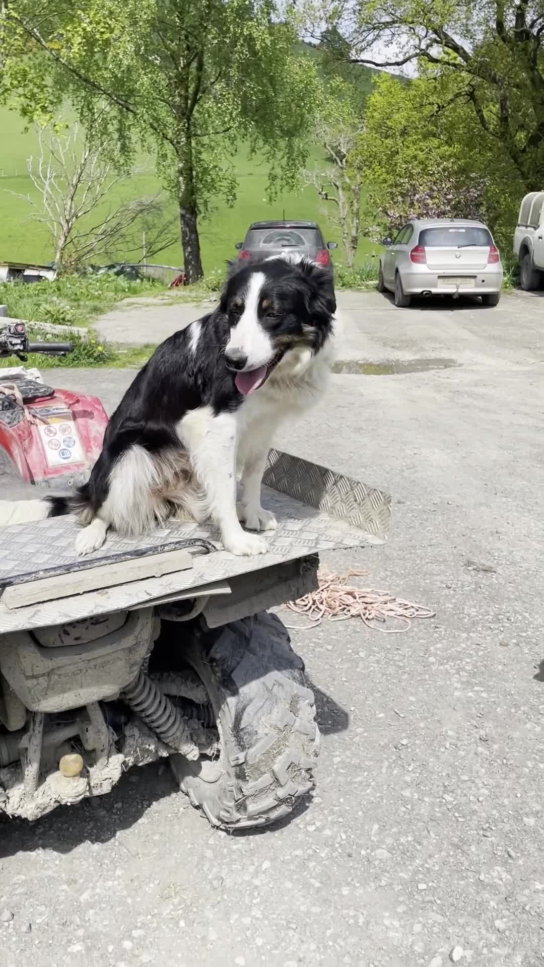 Border Collie dogs for sale: 8 Border Collie Puppies - Video 2