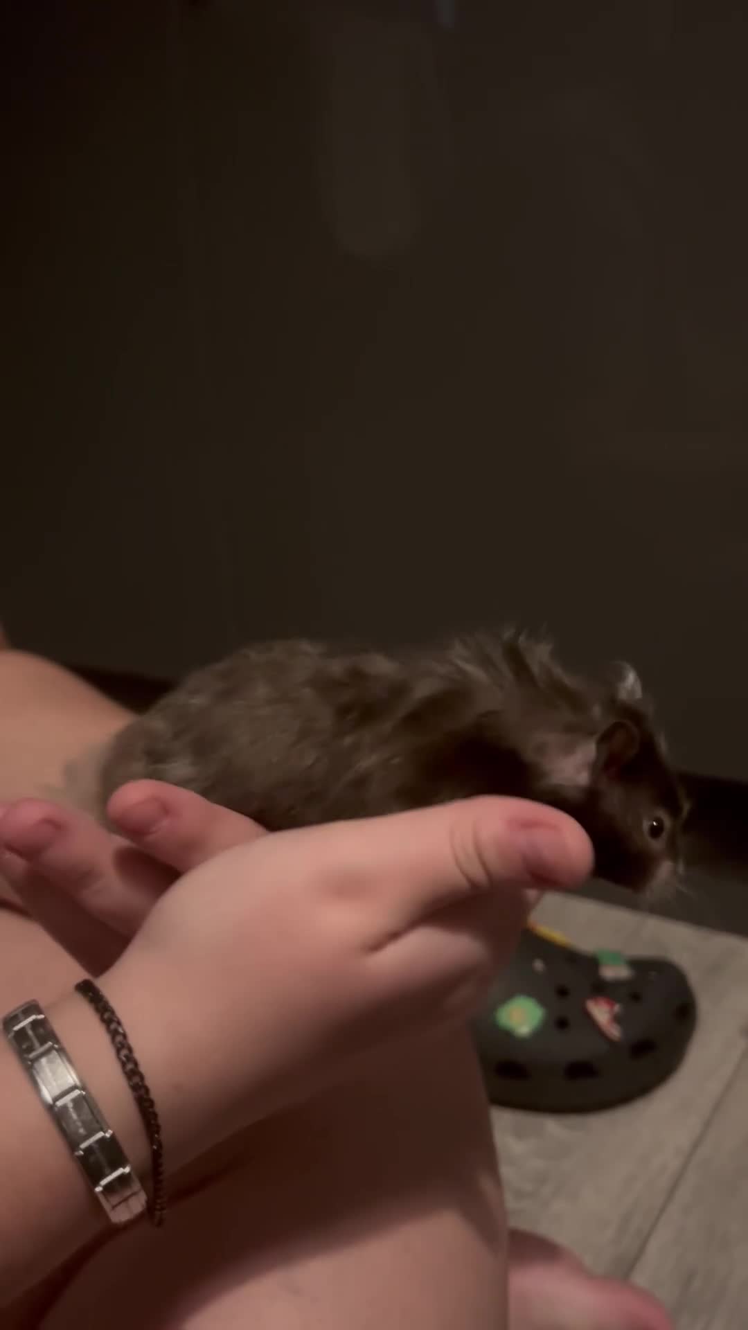 Hamster rodents for sale: Syrian hamster  - Video 1