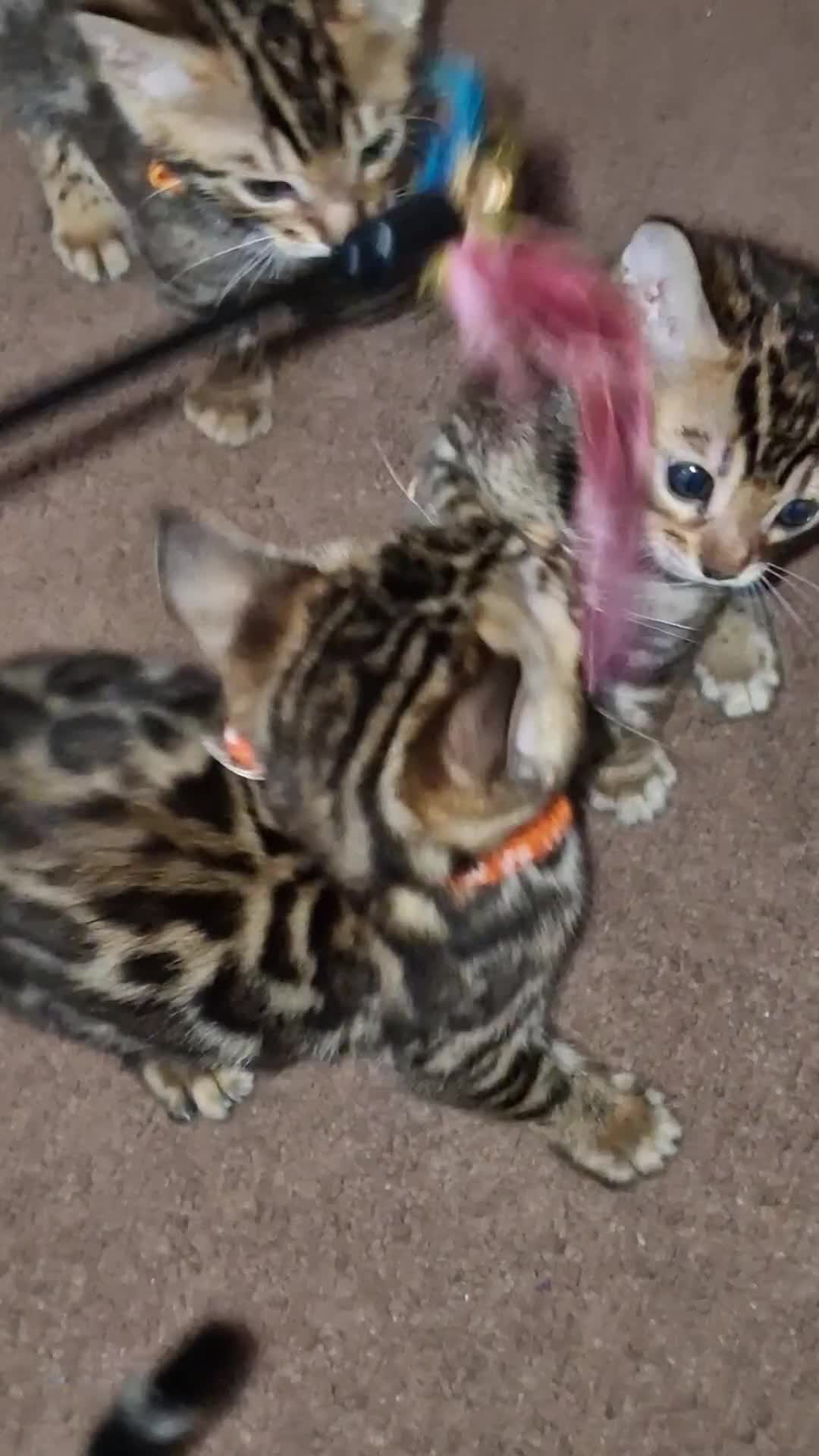 Bengal cats for sale: 3 Gorgeous Bengals kittens 😻😻❤️❤️❤️ - Video 2