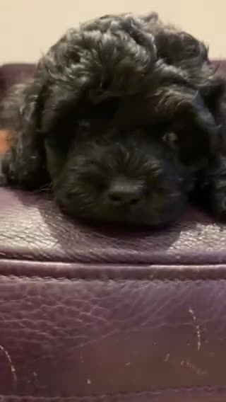 Cavapoo dogs for sale: Stunning premium F1 Cavapoos 🥰 DNR tested parents - Video 1
