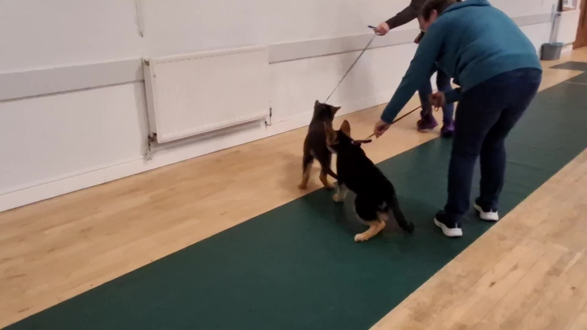 German Shepherd dogs for sale: KC Health Tested Gsd READY NOW! - Video 5