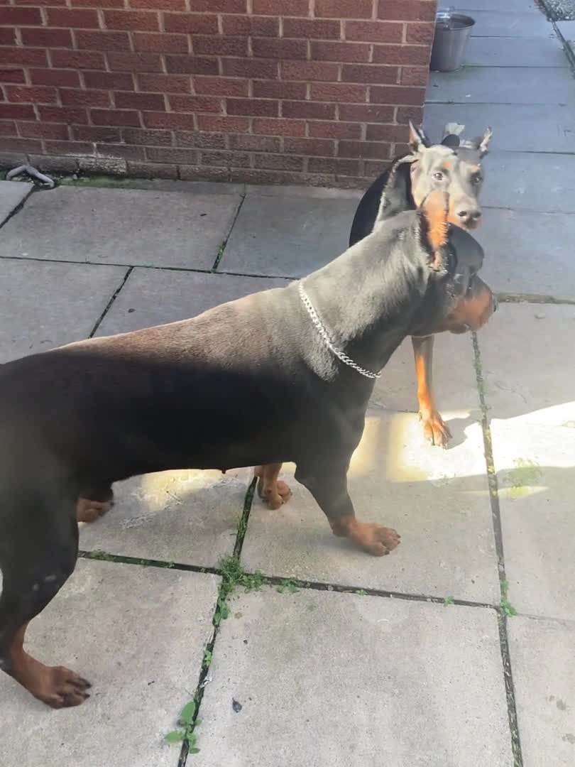 Dobermann dogs for stud: Kyro. in Colwyn Bay - Video 2