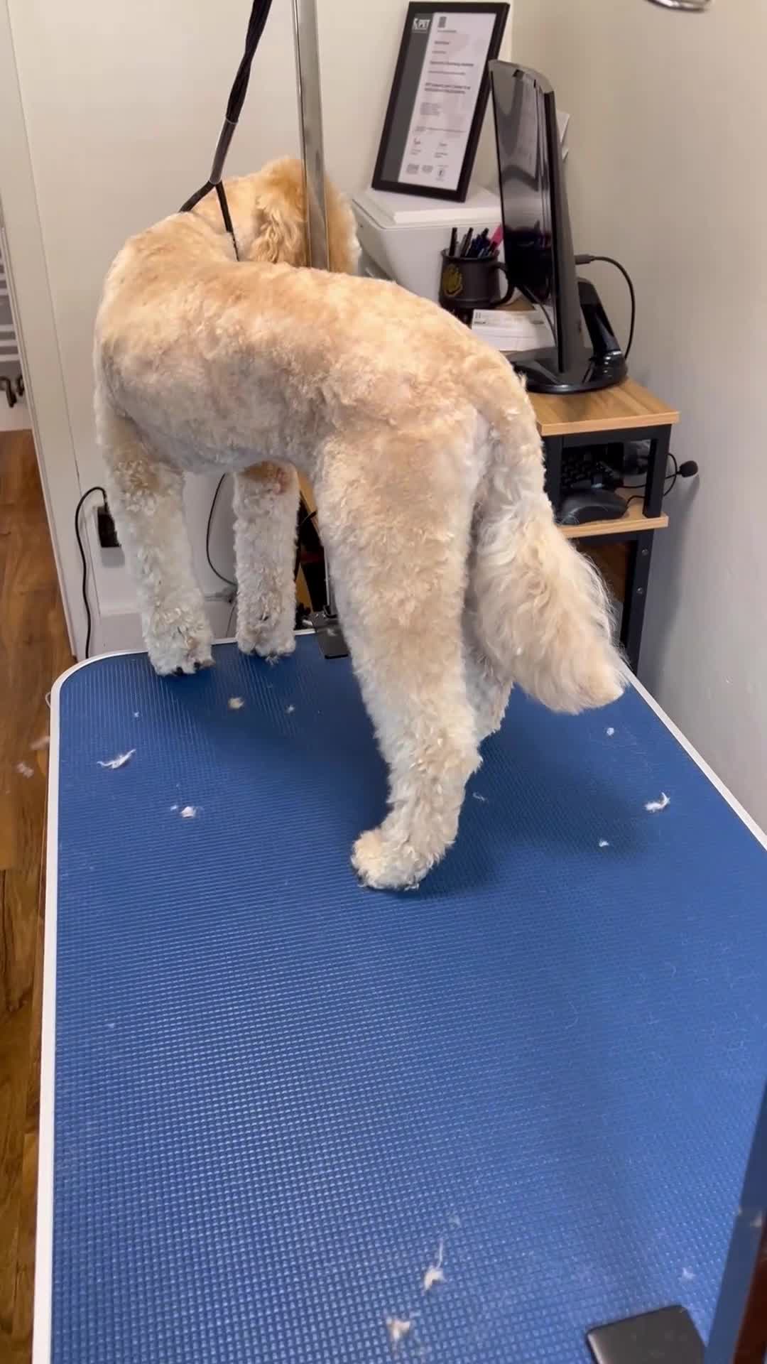 Cockapoo dogs for stud: Chaco - f1b cockapoo for stud - Video 1