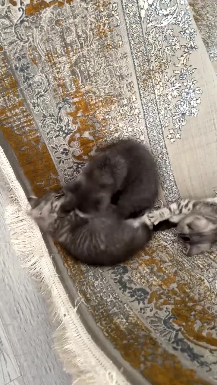 British Shorthair cats for sale: British shorthair kittens  - Video 4