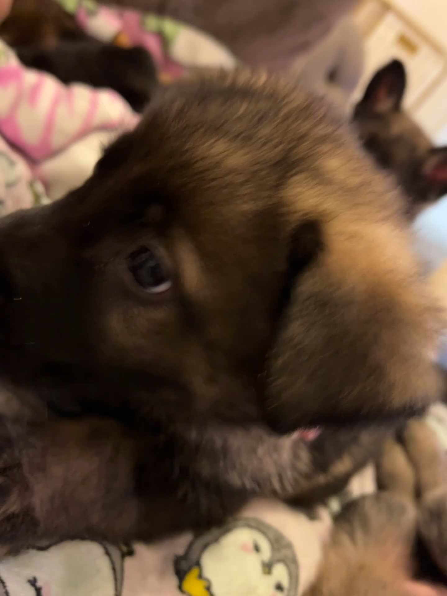German Shepherd dogs for sale: Beautiful shepherd pups, ALL NOW RESERVED ☺️ - Video 4
