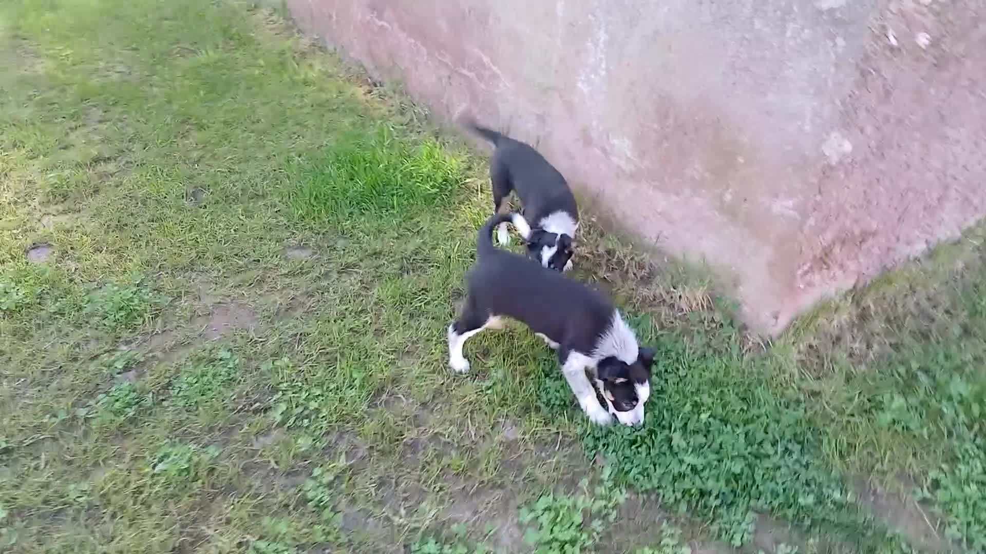 Border Collie dogs for sale: Adorable female sheepdog pups for sale  in Brecon - Video 1
