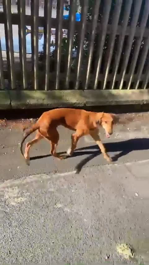 Saluki dogs for sale: puppy for rehome  - Video 2