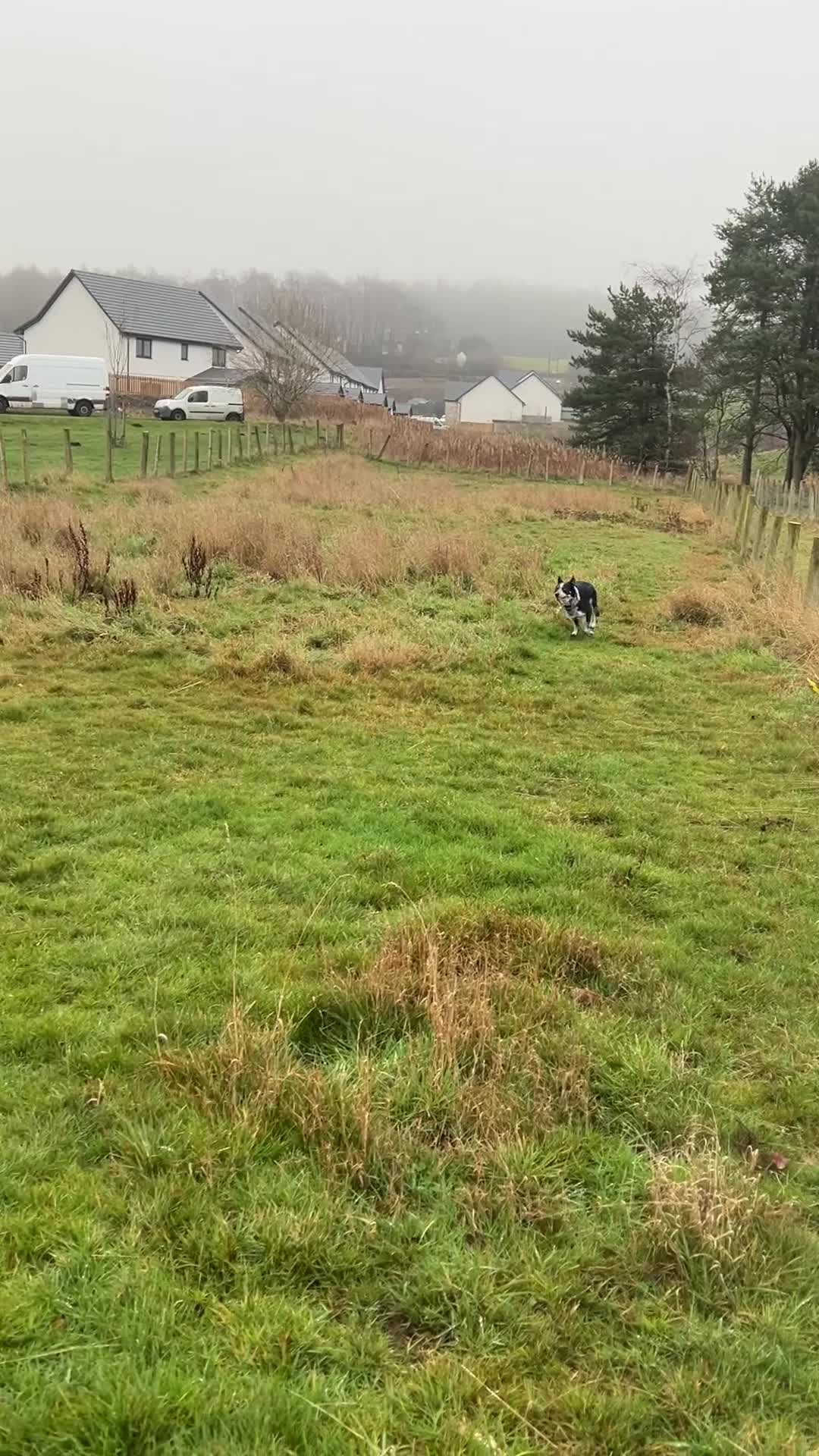 Border Collie dogs for sale: 11 month old border collie  - Video 4
