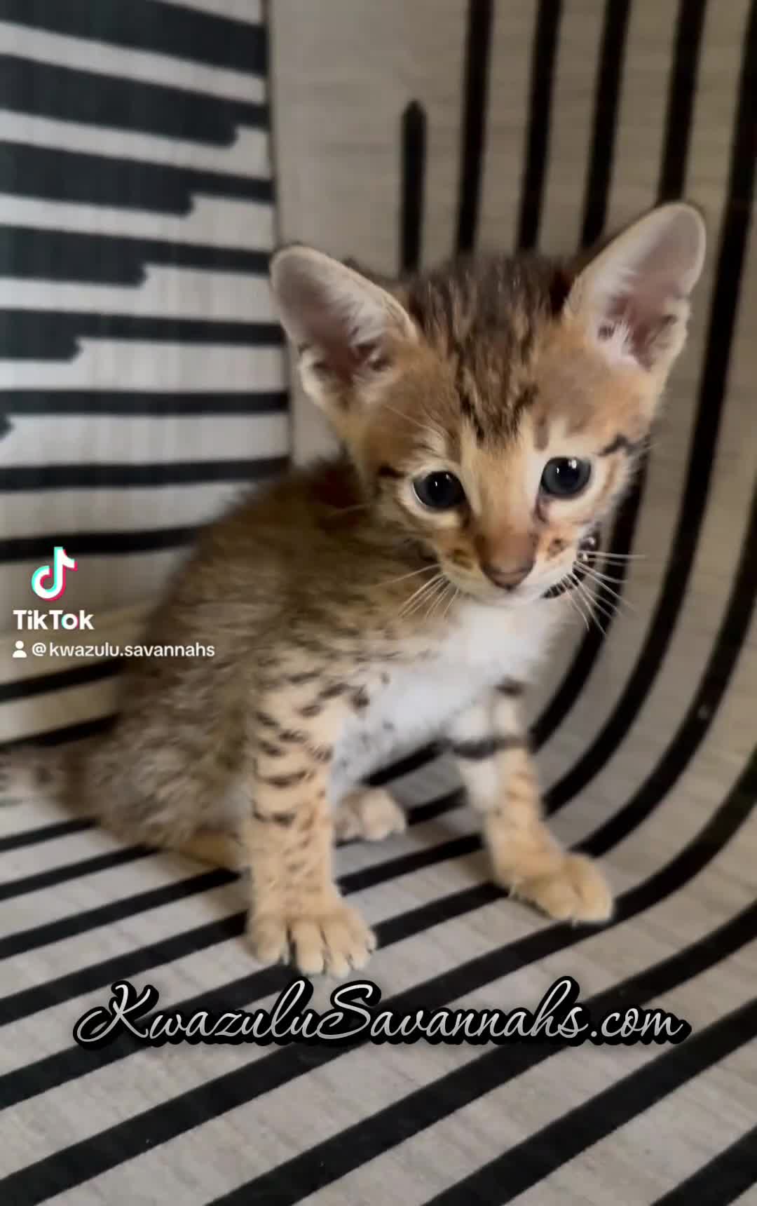 Savannah cats for sale: Excellent Quality Tica Registered Purebred kittens - Video 1