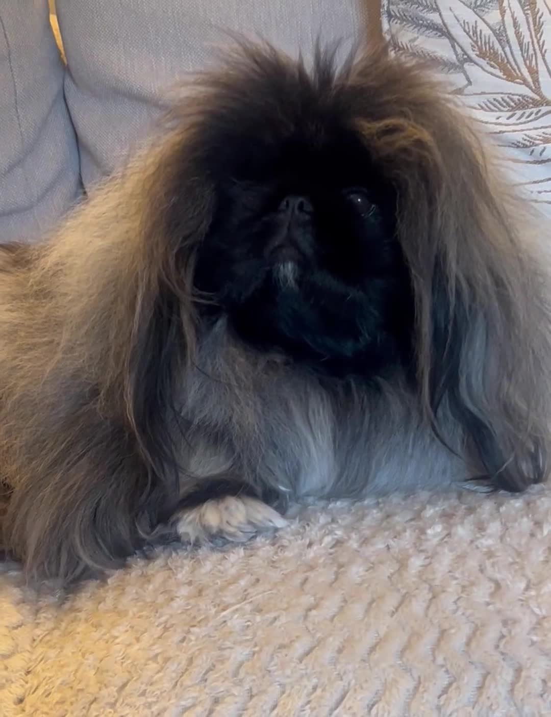 Pekingese dogs for sale: Gorgeous adult male and female  - Video 2