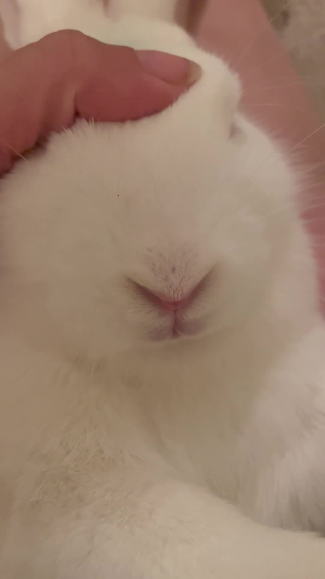 French Lop rabbits for sale: 4 x mixed breed lop bunnies 2 x albino REW 2 x not - Video 1