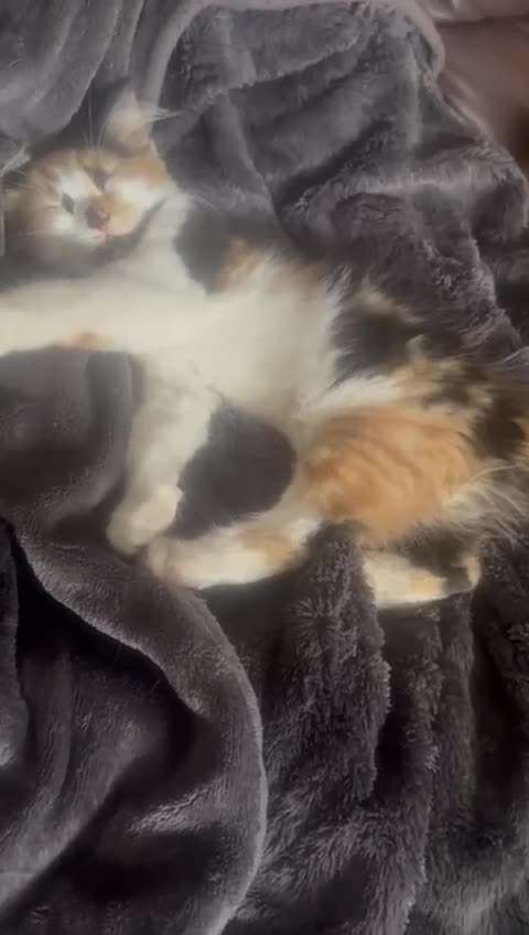 Asian cats for sale: Beautiful Asian Kittens Looking for Loving Homes  in Birmingham - Video 2