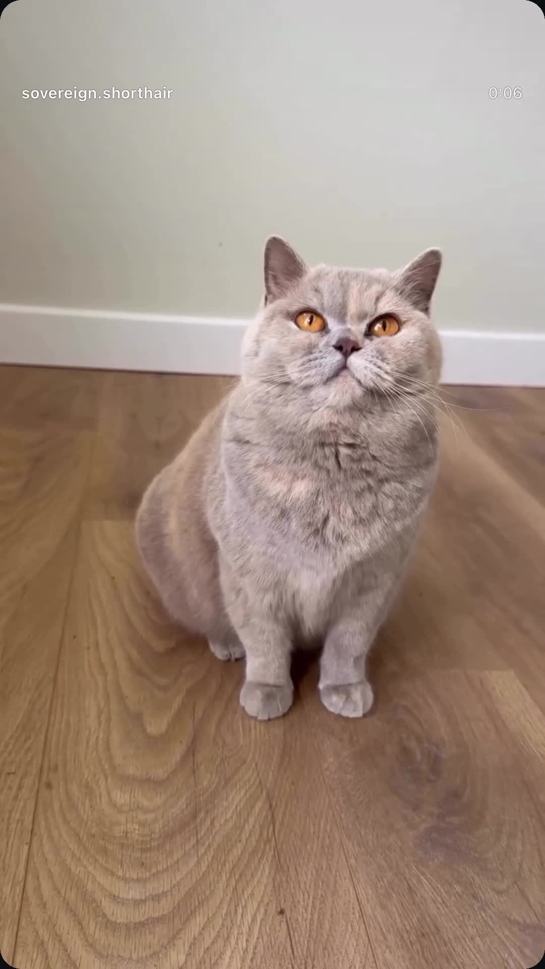 British Shorthair cats for sale: 7 British Shorthair Kittens TICA@- Import Lines - Video 1