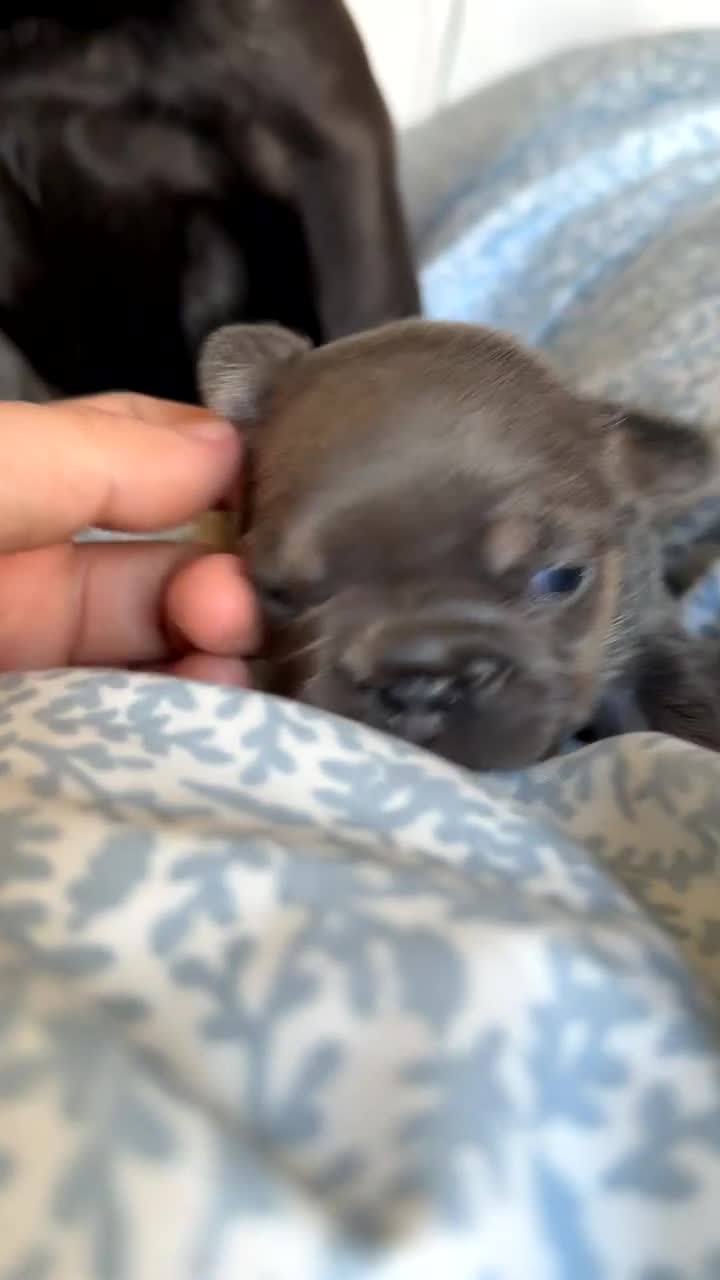 French Bulldog dogs for sale: Quality french bulldogs for sale - Video 1