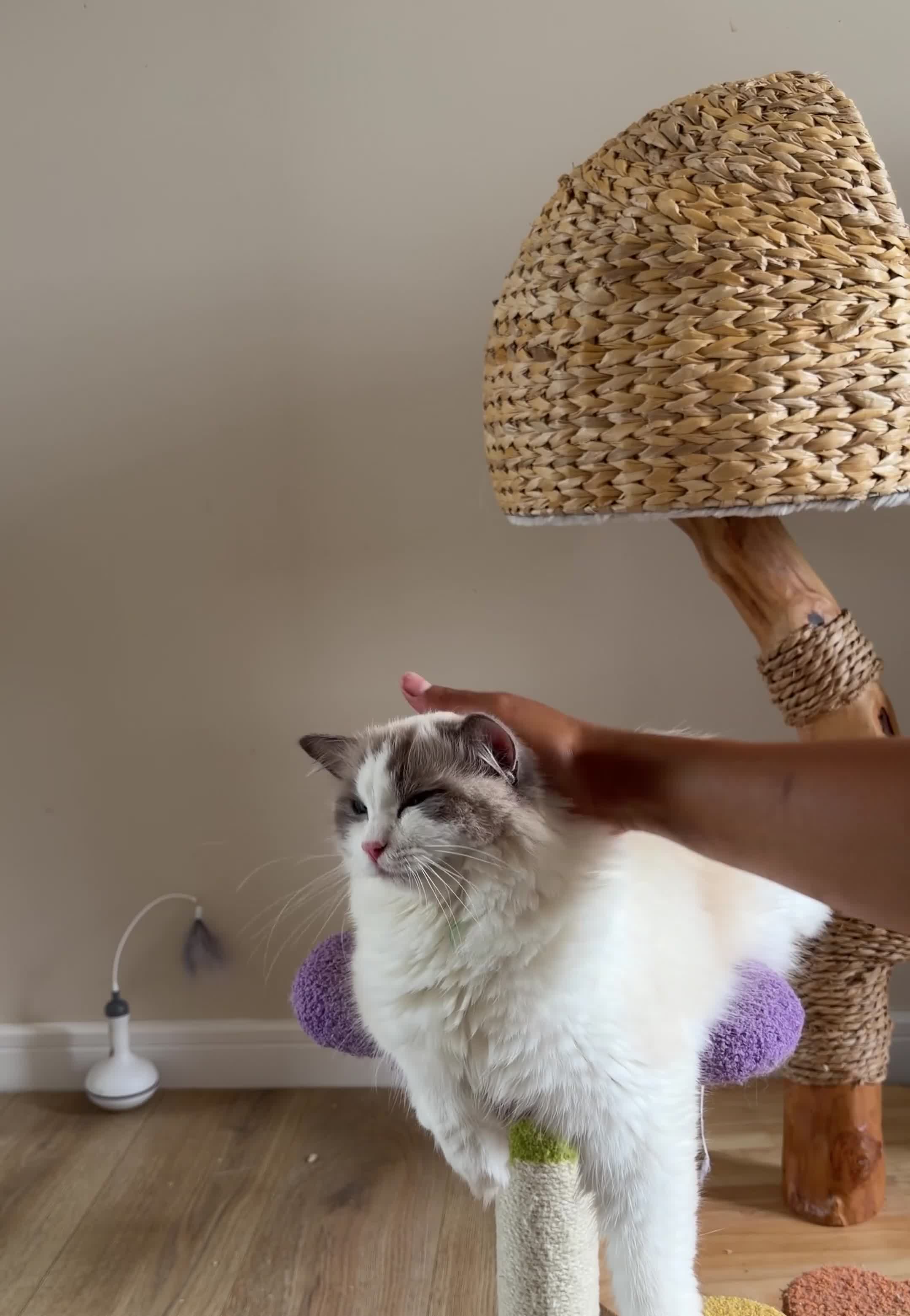 Ragdoll cats for sale: Pedigree Ragdoll Registered Kittens  🌸  - Video 4