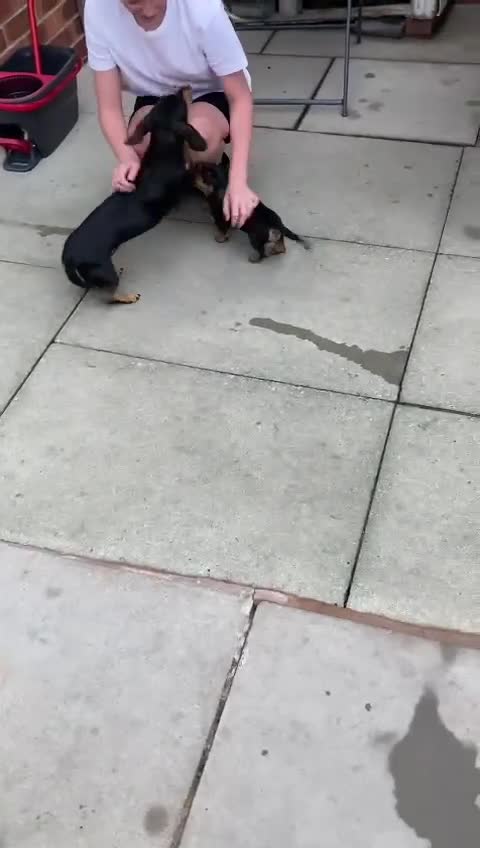 Dachshund dogs for sale: Dachshund Girl Puppies Absolutely Gorgeous  - Video 1