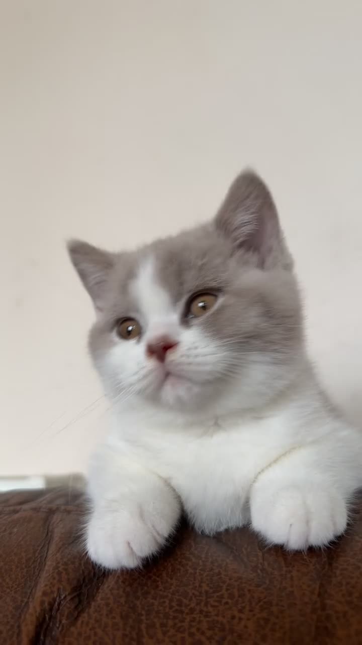 British Shorthair cats for sale: Last lilac Bicolour boy needs his new home  - Video 1
