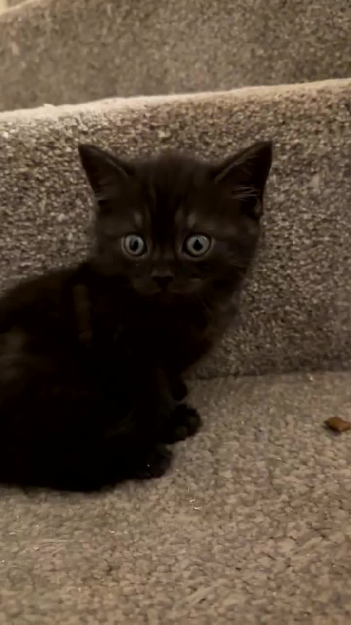 Mixed Breed cats for sale: Kitten  - Video 2