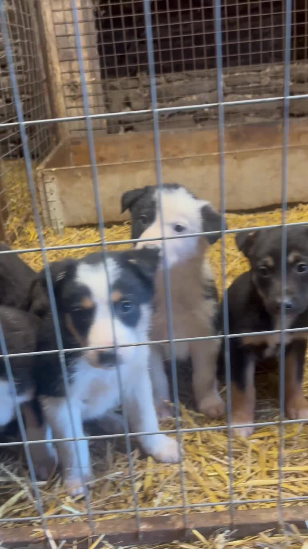 Border Collie dogs for sale: Stunning border collies - only 2 left!!!!!  - Video 1
